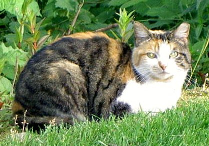 Cat With Patches